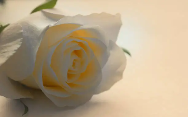 Photo of White rose flower in bloom.