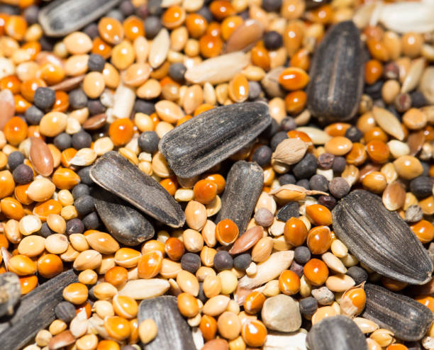 istock background of birdseed. close 663845918