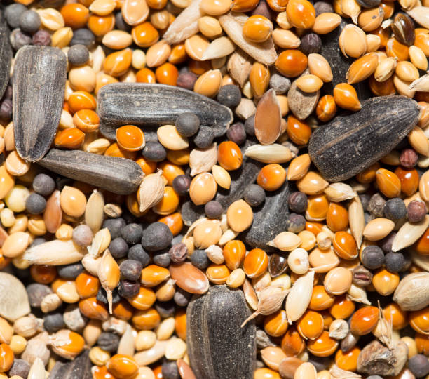 istock background of birdseed. close 663845980