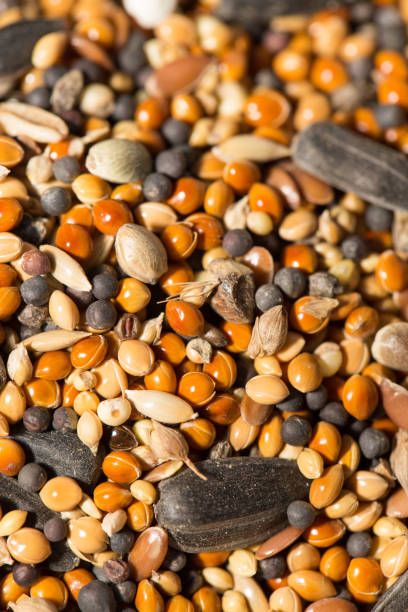 istock background of birdseed. close 663846212