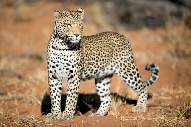 istock Portrait of a leopard 663846260