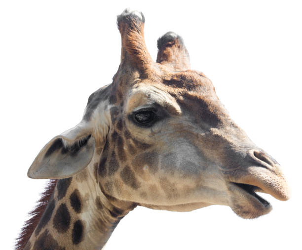 istock Portrait of a giraffe on a white background 663849640
