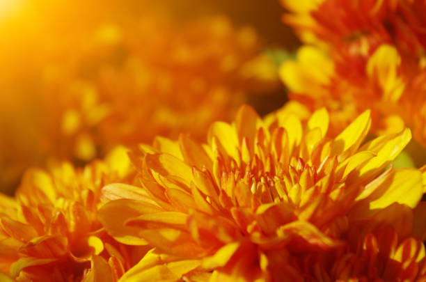 Flower in the morning garden.
