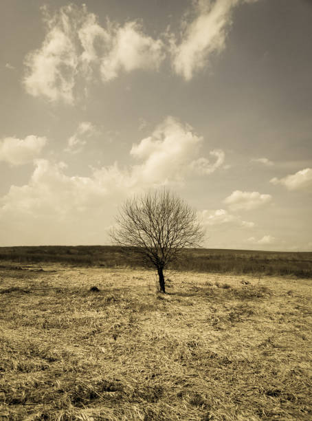 istock lonely tree in a field of beautiful landscape photo effect 663852336