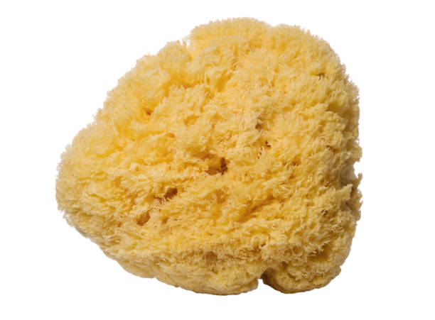 istock Natural sea sponge isolated on white background 663852538