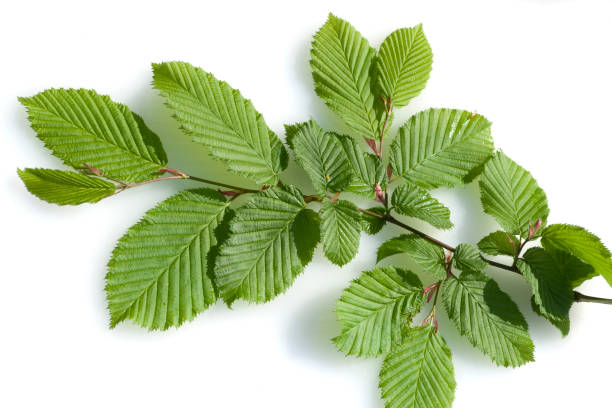 istock Hornbeam journal, hornbeam, Carpinus; betulus 663856734