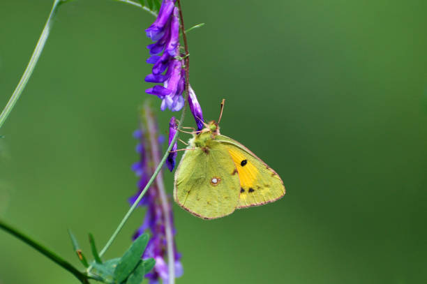 Clouded Yellow, Colias crocea, Beautiful yellow butterfly on wildflower Yellow butterfly in nature butterfly colias hyale stock pictures, royalty-free photos & images