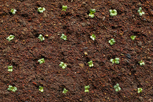 Overhead view of rows of healthy green young vegetable seedlings or plant shoots having just germinated and rising out of the soil.