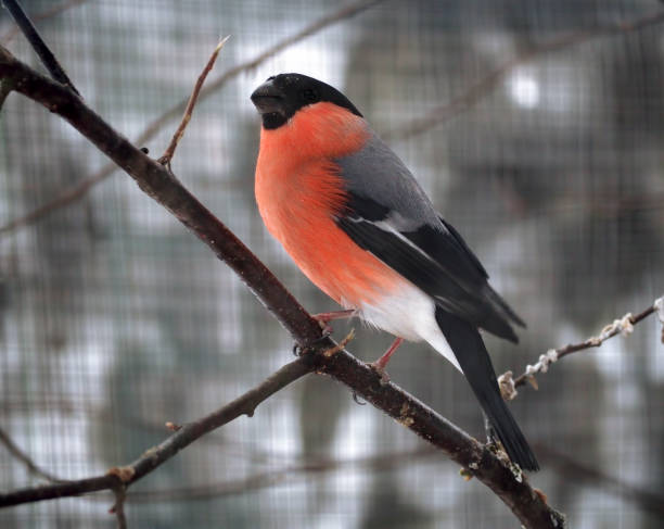 istock Bullfinch at the branch in december 663867162