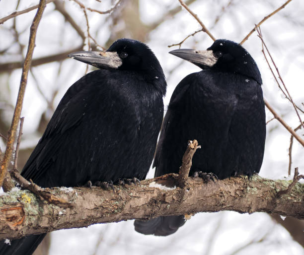 istock Raven and crow at the brach close-up looking at the right 663867676