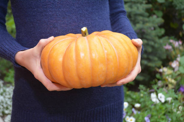 istock Woman hold pumpkin in hands. 663871042