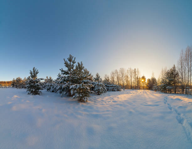 istock Sunrise in a forest glade. 663874324
