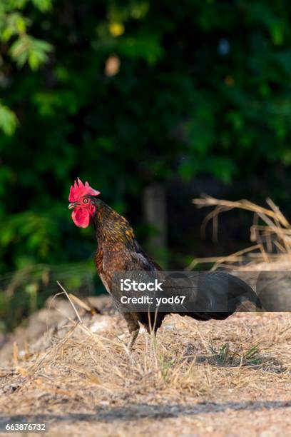 Image Of Chicken On Nature Background Farm Animals Stock Photo - Download Image Now