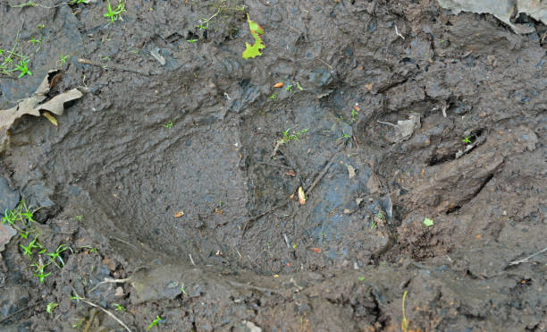 istock Footprint of brown bear 663877252