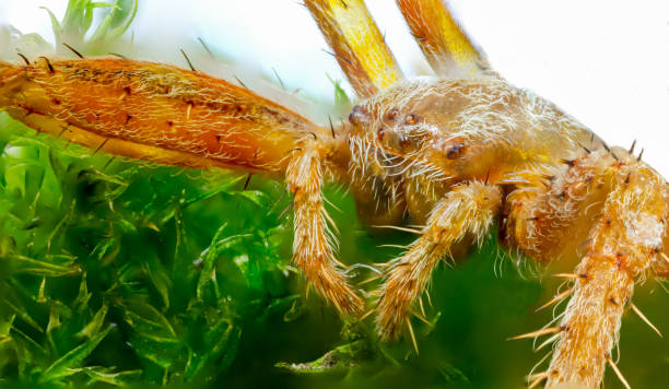 istock Spider Araneus on moss. Macro photography 663877396