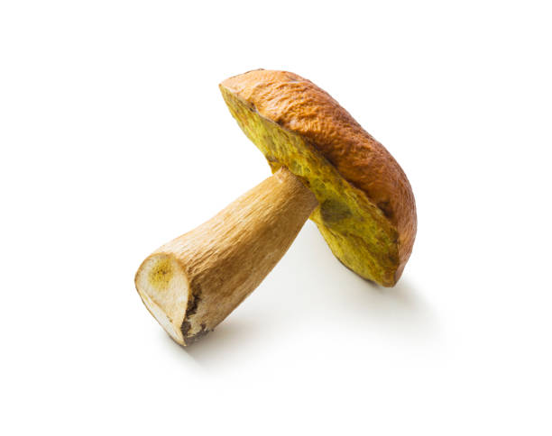istock Basket with porcini mushrooms 663877582