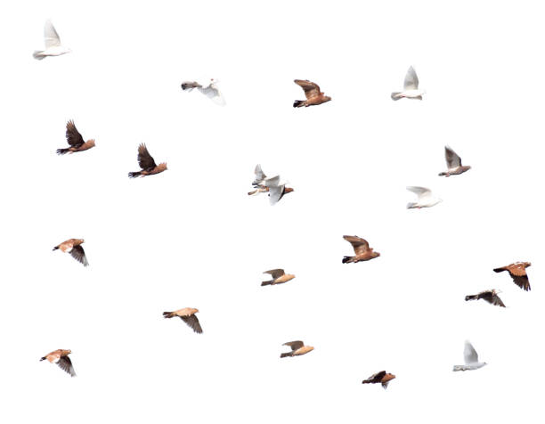 istock flock of pigeons on a white background 663878314