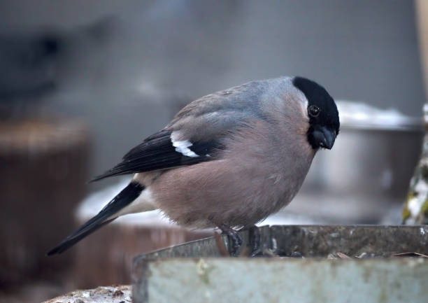 istock Grey small bird like sparrow sitting at the feeder 663878366