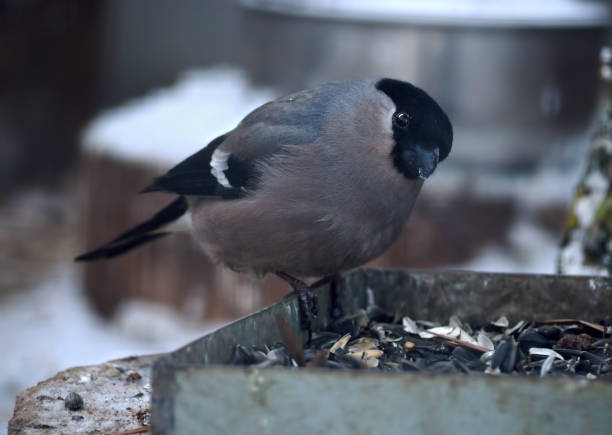 istock Grey small cute bird like sparrow sitting at the feeder and looking at camera 663878402
