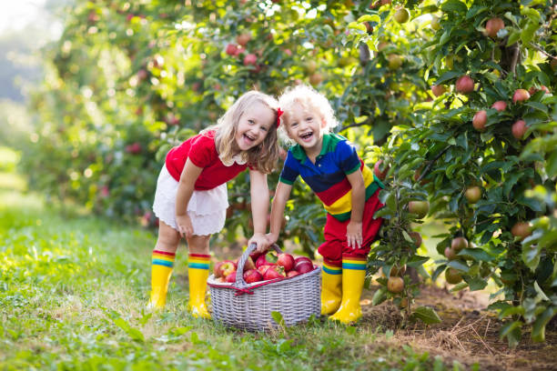 istock Kids picking apples in fruit garden 663878552