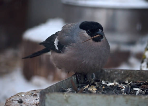 istock Grey small bird like sparrow keeps the wood at the beak 663878832