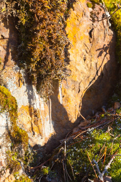 Frozen stains on the mossy stone. Natural background