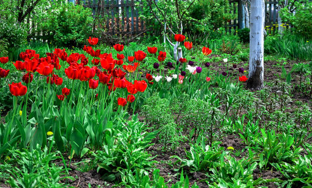 istock Flowering tulips on a flowerbed in a garden 663879134