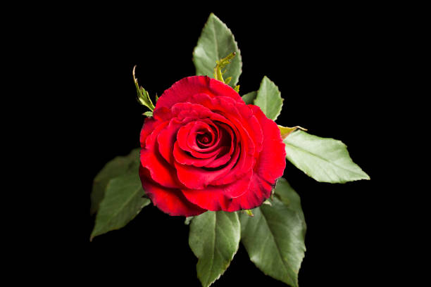 istock Red rose with leaves, isolated on black 663883374