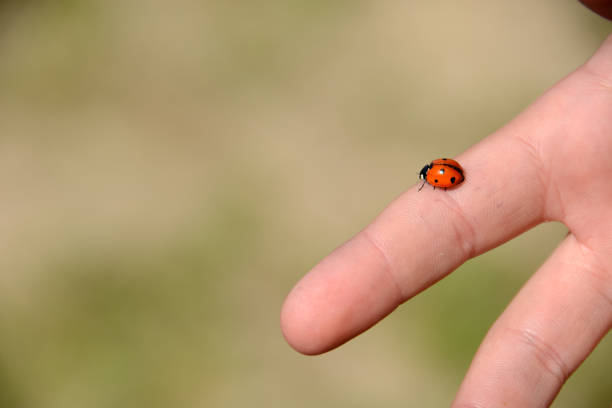 istock Ladybag upon a finger 663883460