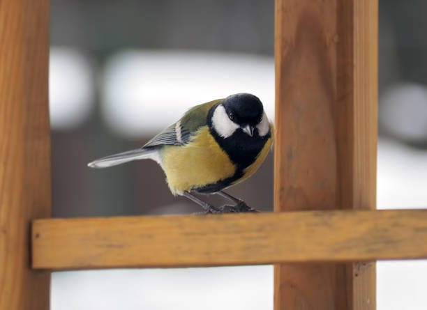 istock Sparrow sitting at the feeder at the snow background 663883474