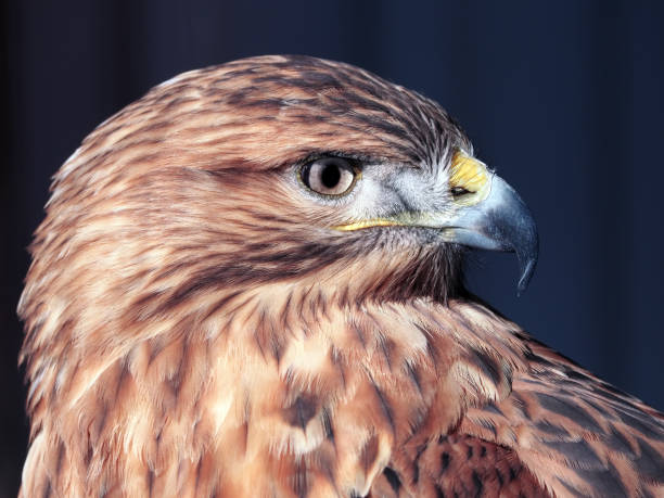 istock Hawk buteo close-up at red and blue tones looking to the right 663883682