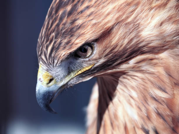 istock Hawk buteo close-up at red and blue tones looking down 663883724