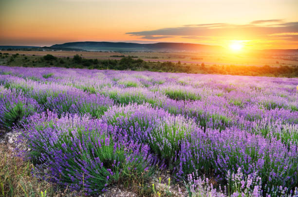 istock Meadow of lavender at sunset 663884278