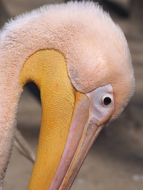 istock Pelican pink close up head down 663887238