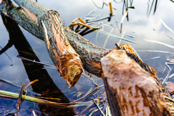 istock Tree, felled by the beaver and lying in water 663887482