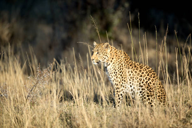 istock Portrait of a leopard 663894514