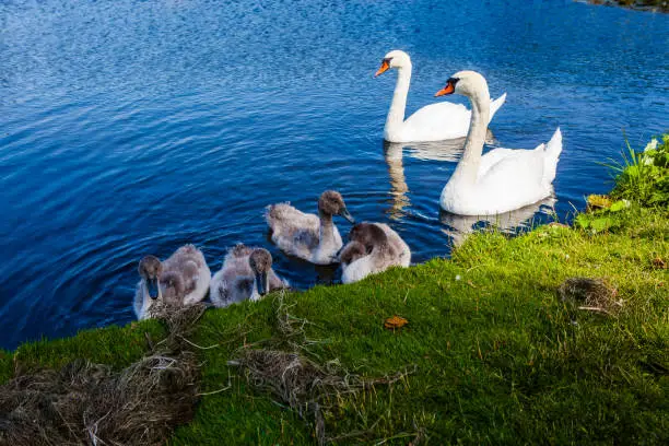 Swan family enjoying themselves in the water.