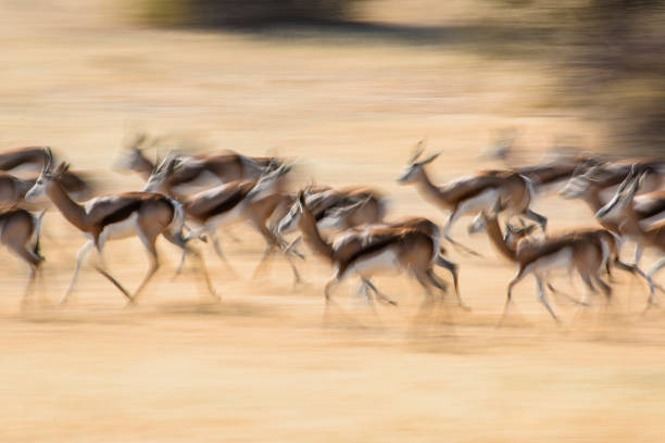 istock Blured motion of herd of Springboks 663901328