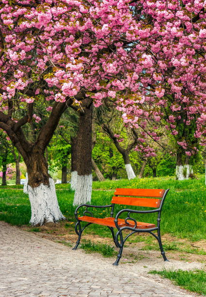 istock cherry blossom in city park 663902152