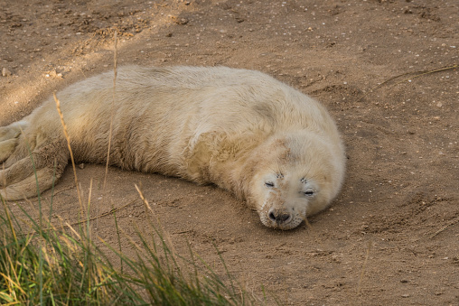 Cachorro de foca gris Atlántico photo