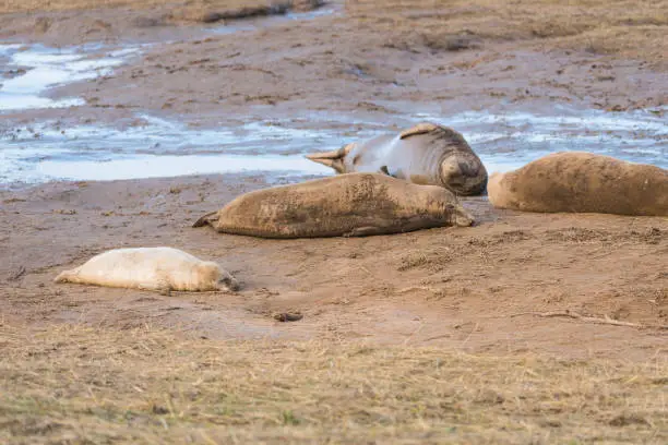 Grey Seals on the Lincolnshire coast in England.  They come in once a year to give birth to their pups