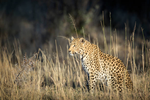 istock Portrait of a leopard 663902606