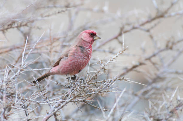 istock Great rose finch (male) 663905160