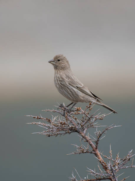 istock Great rose finch (female) 663905408