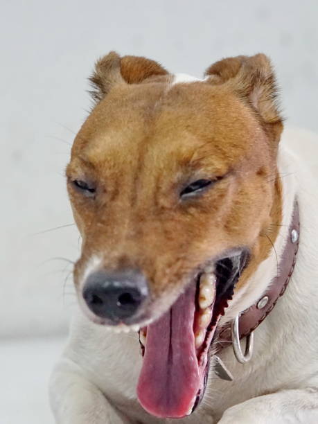 istock jack russell. brown head and white body. 663905608