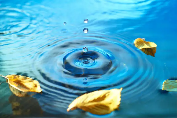 Photo of Autumn leaves on rippled water surface