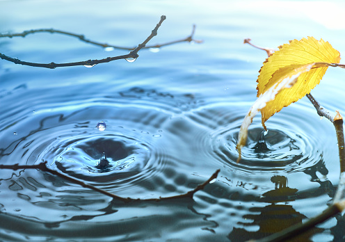 Autumn leaves and rose berries on rippled water surface, Fall background