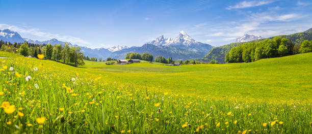 idyllische landschaft in den alpen mit blühenden wiesen im sommer - alpen panorama stock-fotos und bilder