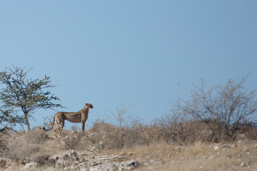 Cheetah and her cubs hunting in the Kalahari