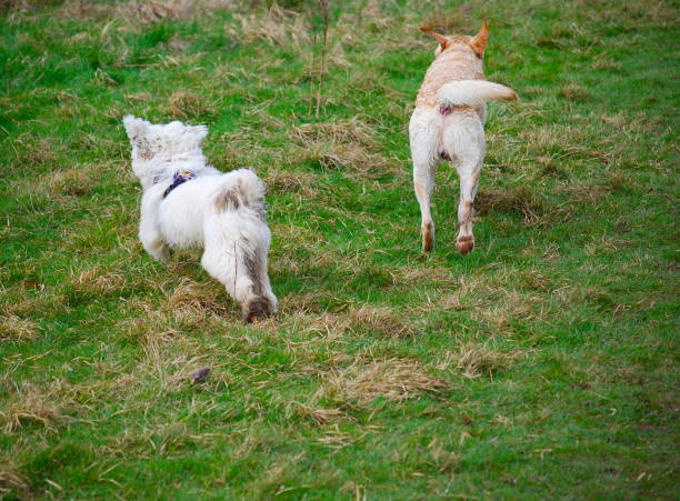 istock Dogs playing together in a park. 663913680